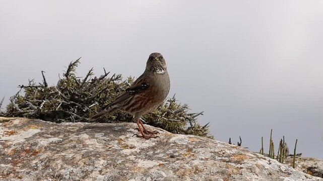 Ave acentor alpino Prunella collaris busca comida en su h&aacute;bitat natural y mira a c&aacute;mara, Alcoy, Espa&ntilde;a