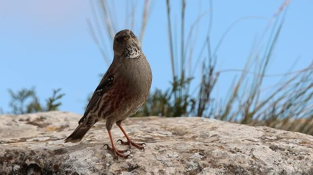 Plano cerrado de acentor alpino Prunella collaris observando a su alrededor, Alcoy, Espa&ntilde;a