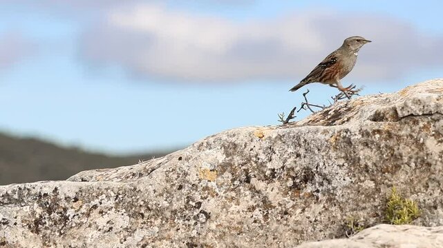 Ave acentor alpino Prunella collaris camina y salta sobre roca en la monta&ntilde;a y fondo de cielo con nubes, Alcoy, Espa&ntilde;a
