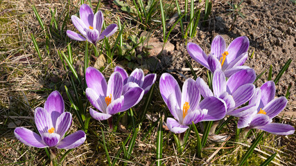 Krokusy © Janusz Lipiński