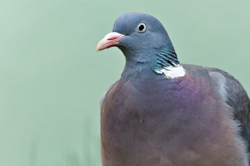 Common bird Columba palumbus aka Common Wood Pigeon. Close-up portrait.