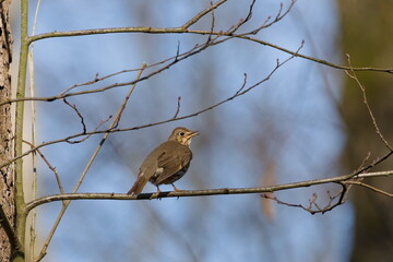 Song thrush aka Turdus philomelos perched on the tree and singing with open beak. Common european bird.