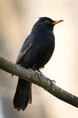 Eurasian blackbird aka the common blackbird or turdus merula perched on the tree branch. Close-up portrait. Common bird in Czech republic. Isolated on blurred background. Parasites (ticks) around eye.