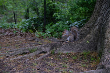 squirrel on a tree