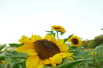 Field of sunflowers with the bright sunlight. Sunflower photos on the rear. Sunflowers are the flowers like sunny