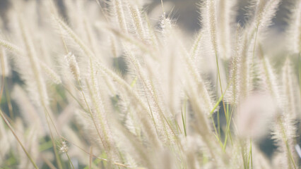 Serene Meadow of Swaying Wild Grass and Flowers