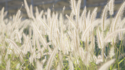 Fototapeta premium Serene Meadow of Swaying Wild Grass and Flowers