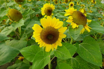 Field of sunflowers with the bright sunlight. Sunflower photos on the rear. Sunflowers are the flowers like sunny