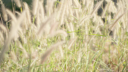 Serene Meadow of Swaying Wild Grass and Flowers