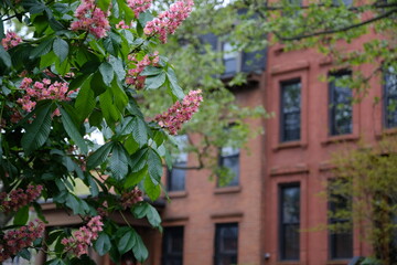 pink flowers in the street