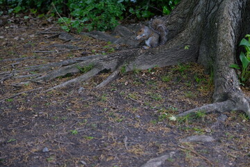 squirrel on tree