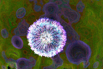 Allucinazione, fiore Soffione