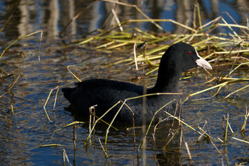 Eurasian coot, Fulica atra, single bird on water. Coot swimming in a lake with reeds in the background.