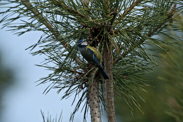 Blue tit, Parus caeruleus, single bird on branch
