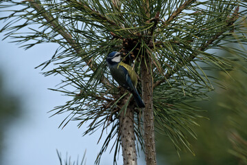 Blue tit, Parus caeruleus, single bird on branch