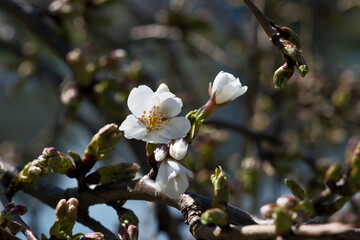 almond blossom in spring, close-up of white flowers