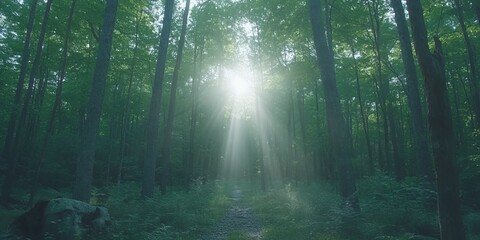 Obraz premium Sunbeams in Lush Green Forest Mystical Nature Path Sunlight Woods Tranquil Serene Peaceful Summer Daytime Sunlight Beams Magical Atmosphere