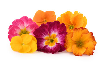 Gruppo di fiori di primula, isolati su sfondo bianco.
