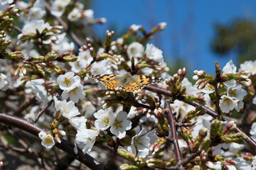 Butterfly on a branch of almond blossoms in spring.