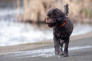 Swimming can be great exercise for dogs. Beaches are a wonderful place to enjoy with your dog. Many dog breeds have a natural affinity for swimming, often possessing traits like water-resistant coats.