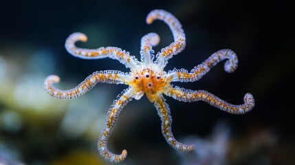 Beautiful Brittle Star