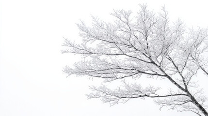 Obraz premium Frozen Branches Against a White Sky