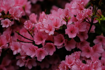 pink cherry blossom