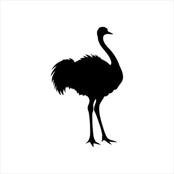 ostrich silhouette icon vector flat design.