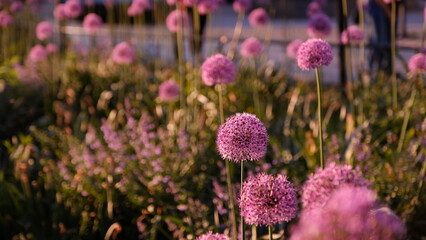 field of lavender
