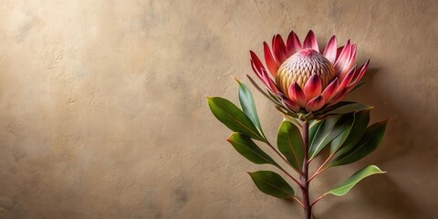 A single protea flower with vibrant pink petals and lush green leaves rests on a textured beige background