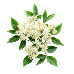 A Blooming Elderberry Shrub with Tiny Flowers Isolated on Transparent Background