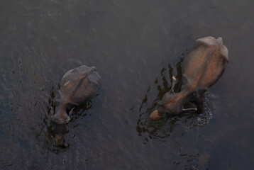 Asian elephant couple bathing in lake or river, top view