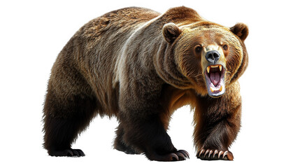 Fototapeta premium Powerful Grizzly Bear Portrait