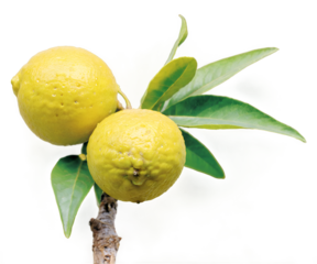 Captivating Close-Up of Lemon Myrtle, An Australian Native Herb Showcasing Vibrant Yellow Fruits and Lush Green Leaves, Symbolizing Freshness and Natural Beauty on Isolated