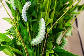 A vibrant group of green caterpillars rests on small branches adorned with bright green leaves, showcasing the beauty of nature and the diversity of insect life in their natural habitat.