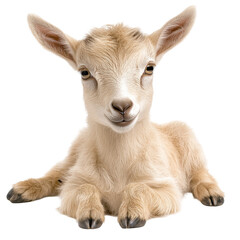 Cute baby goat lying down with soft fur, isolated on a clean background