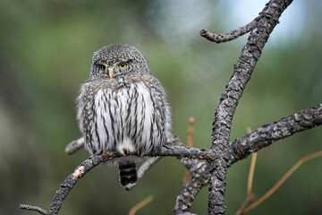 Northern Pygmy Owl - Colorado