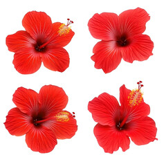 A Four vibrant red hibiscus flowers are displayed against transparency background, showcasing their intricate petals and prominent yellow stamens. flowers are arranged grid pattern, highlighting