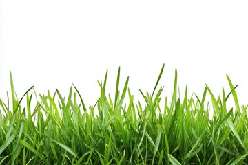 Fototapeta premium Lush Green Grass Blades Growing Tall Against a White Background on a Sunny Day