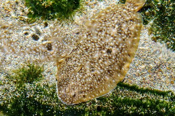 A closeup of a Flounder fish resting on the mossy ocean floor. The flounder is well camouflaged, and its eyes are barely visible. The fish is surrounded by green moss and brown sand.