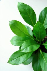 Large leaves of a plant isolated on white surface, clean, texture, leaves