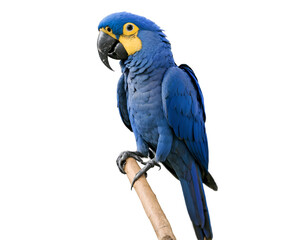 Fototapeta premium Captivating Hyacinth Macaw Portrait, A Detailed Look at the Majestic Blue Parrot Perched on a Branch Showcasing Vibrant Plumage and Intense Gaze in Stunning Detail