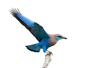 Captivating Indian Roller Bird displaying vibrant blue wings in mid-flight, perched on a branch, showcasing the natural beauty and unique avian elegance of wildlife photography