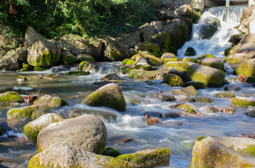 stream in the forest