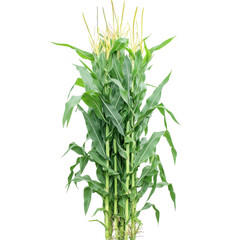 Obraz premium Lush corn stalks with tassels rising against a clear background in a farm setting