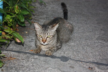 cat in the road