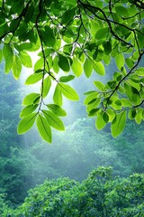 Sunlight Dappled Lush Green Forest with Misty Background