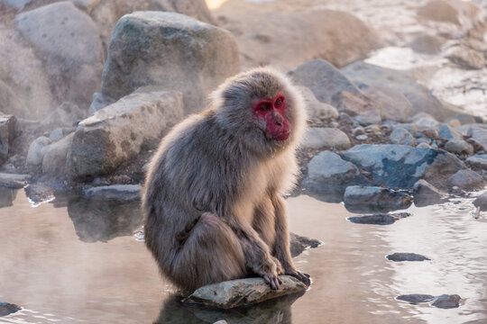 Japanischer Schneeaffe am warmen Onsen-Fluss