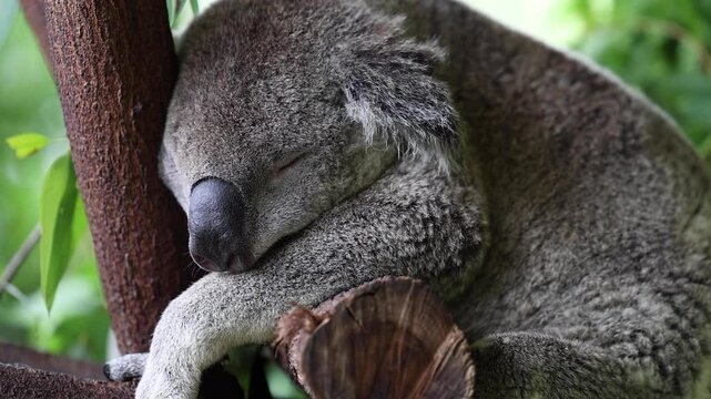 koala looking around