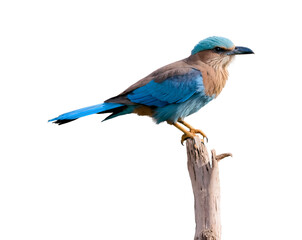 Captivating Portrait of a Majestic Indian Roller Bird Perched on a Weathered Branch Showcasing its Vibrant Blue Plumage and Intricate Details against a Stark Backdrop